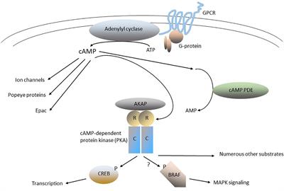 The cAMP-signaling cancers: Clinically-divergent disorders with a common central pathway